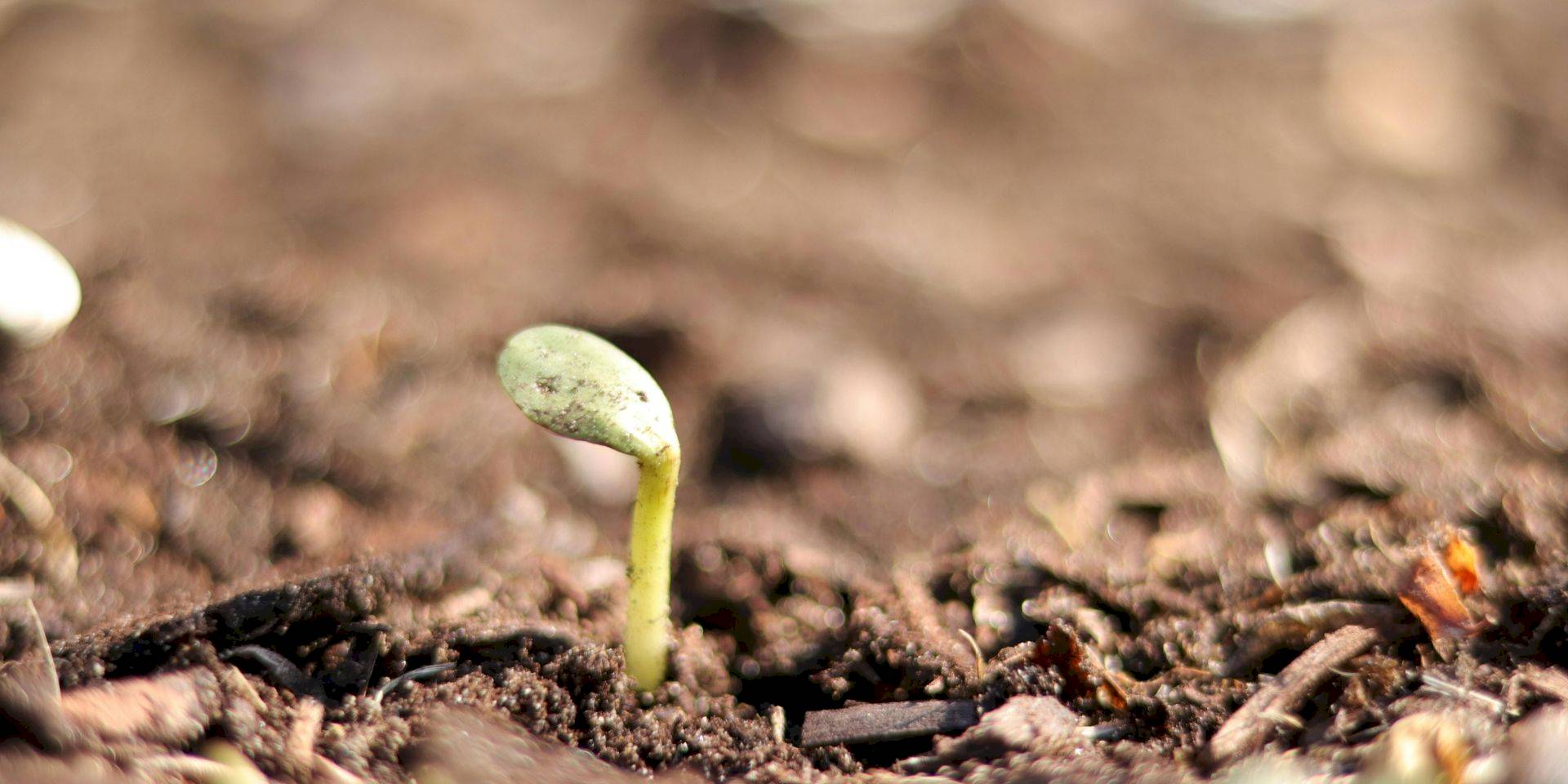 Agriculture régénératrice pour la transformation des filières agricoles