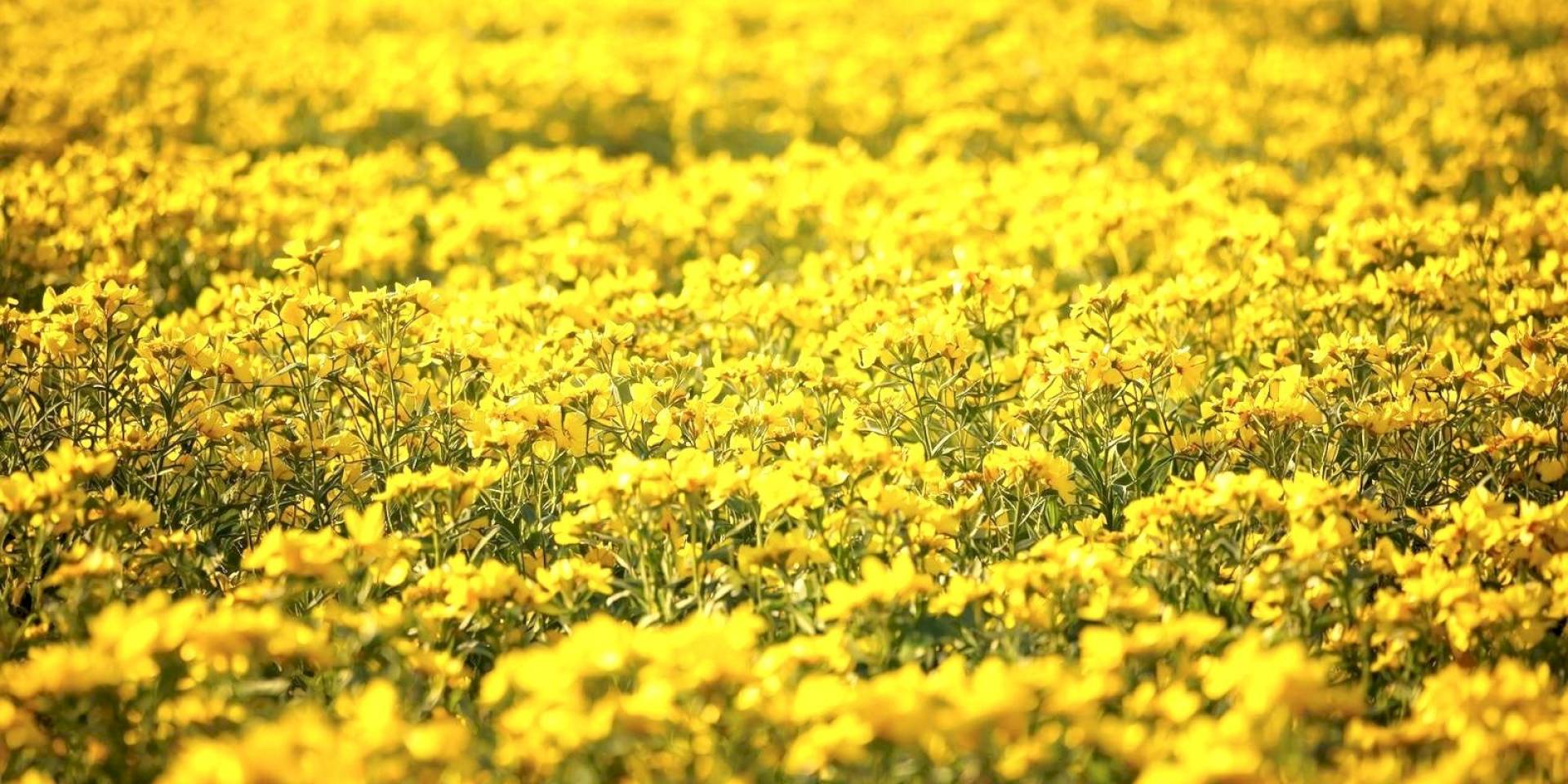 De la plante à l’Ingrédient Naturel