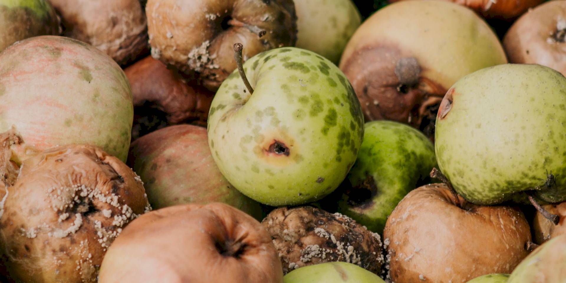 Valoriser les déchets agroalimentaires